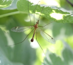 Tipula lunata