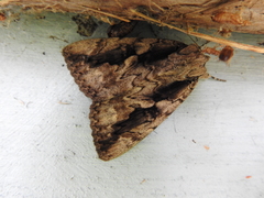 Catocala amatrix