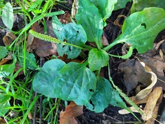 Plantago major