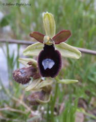 Ophrys bertolonii