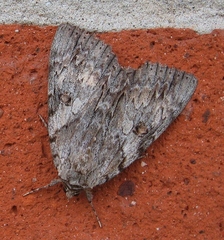 Catocala subnata