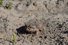 Breviceps rosei rosei