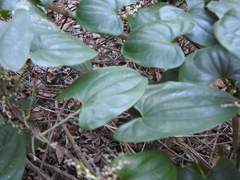 Dioscorea transversa