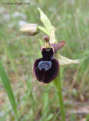 Ophrys bertolonii