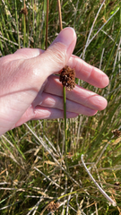 Juncus conglomeratus