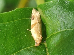 Paramesia gnomana