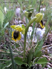 Ophrys lutea