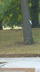 Sciurus carolinensis