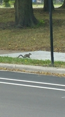 Sciurus carolinensis