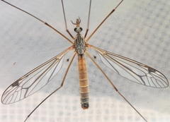 Tipula submarmorata