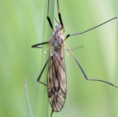 Tipula varipennis