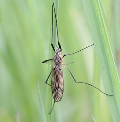 Tipula varipennis