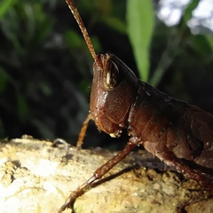 Maculiparia rotundata