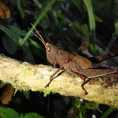 Maculiparia rotundata