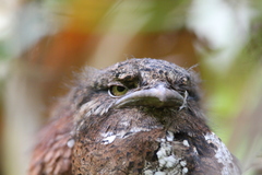 Batrachostomus moniliger