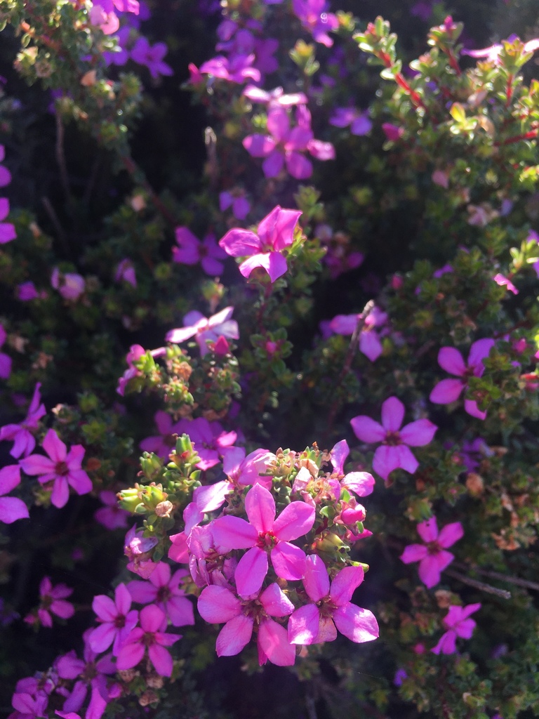 Limestone Porcelainflower from Eden Bay Drive, Mossel Bay, WC, ZA on August 22, 2020 at 0856 AM