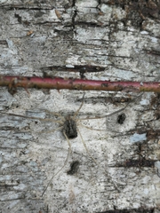 Lacinius horridus