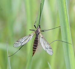 Tipula varipennis