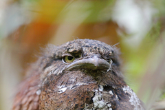 Batrachostomus moniliger