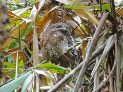 Batrachostomus moniliger