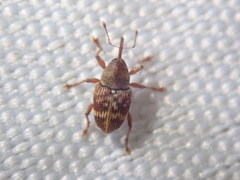 Curculio rubidus
