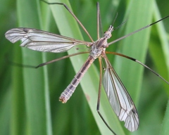 Tipula vernalis