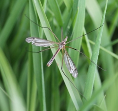 Tipula vernalis