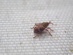 Curculio rubidus