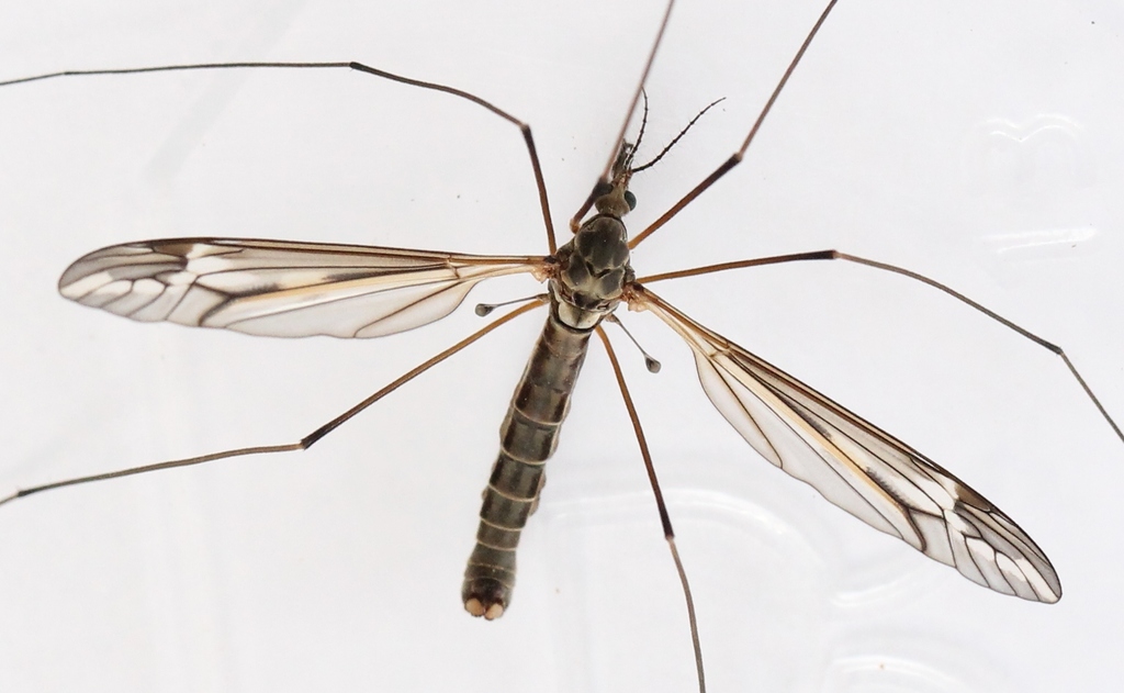 Tipula vittata
