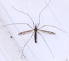 Tipula vittata