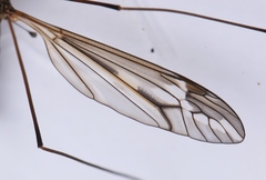 Tipula vittata