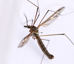 Tipula vittata