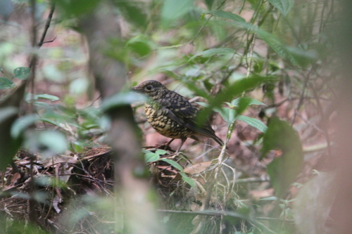 Sri Lanka Thrush (Zoothera imbricata), photo 6