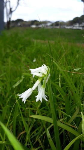 Allium triquetrum