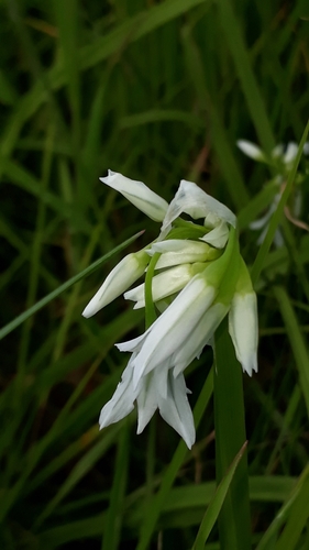 Allium triquetrum