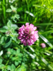 Trifolium pratense