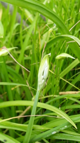 Allium triquetrum