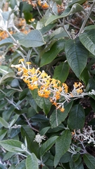 Buddlejeae
