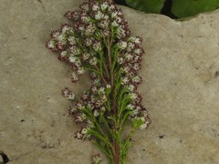 Erica ecklonii
