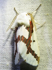 Euerythra phasma