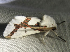 Euerythra phasma