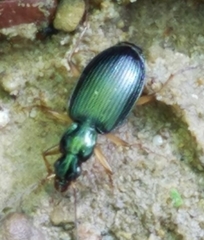 Agonum extensicolle