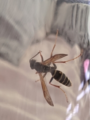 Polistes fuscatus