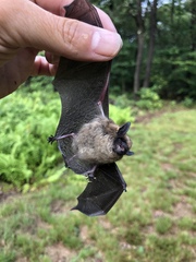 Myotis leibii