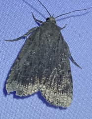 Amphipyra glabella