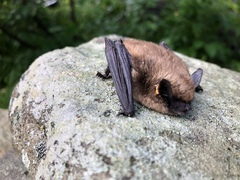 Myotis leibii