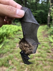 Myotis leibii
