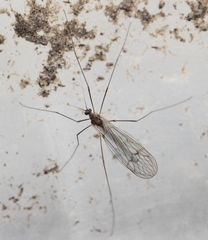 Trichocera regelationis