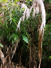 Calameae