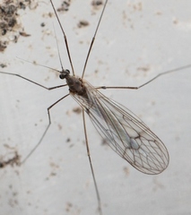 Trichocera regelationis